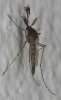 friendly-looking mosquito but dengue fever is rife here now