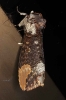 Phalera grotei Notodontidae