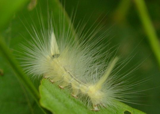 Lepidoptera:caterpillars