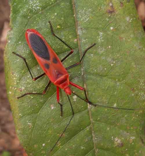 Shield bugs and similar