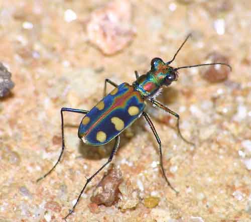 Facts about tiger beetles