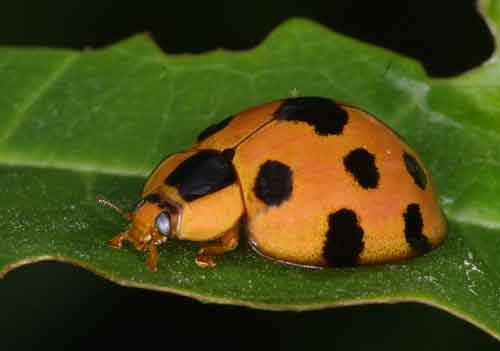 What Are 5 Interesting Facts About Ladybirds